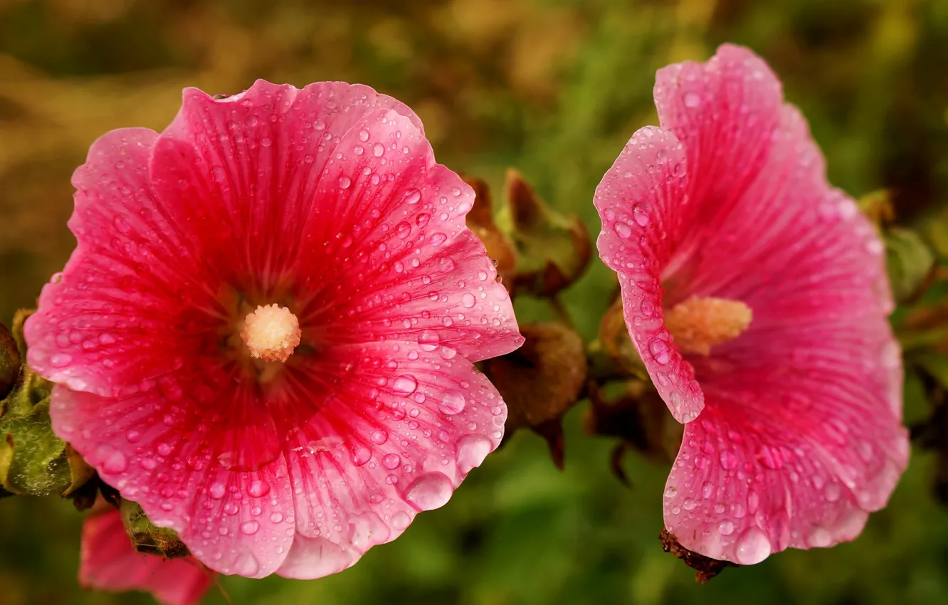Photo wallpaper flower, blooming, hollyhocks