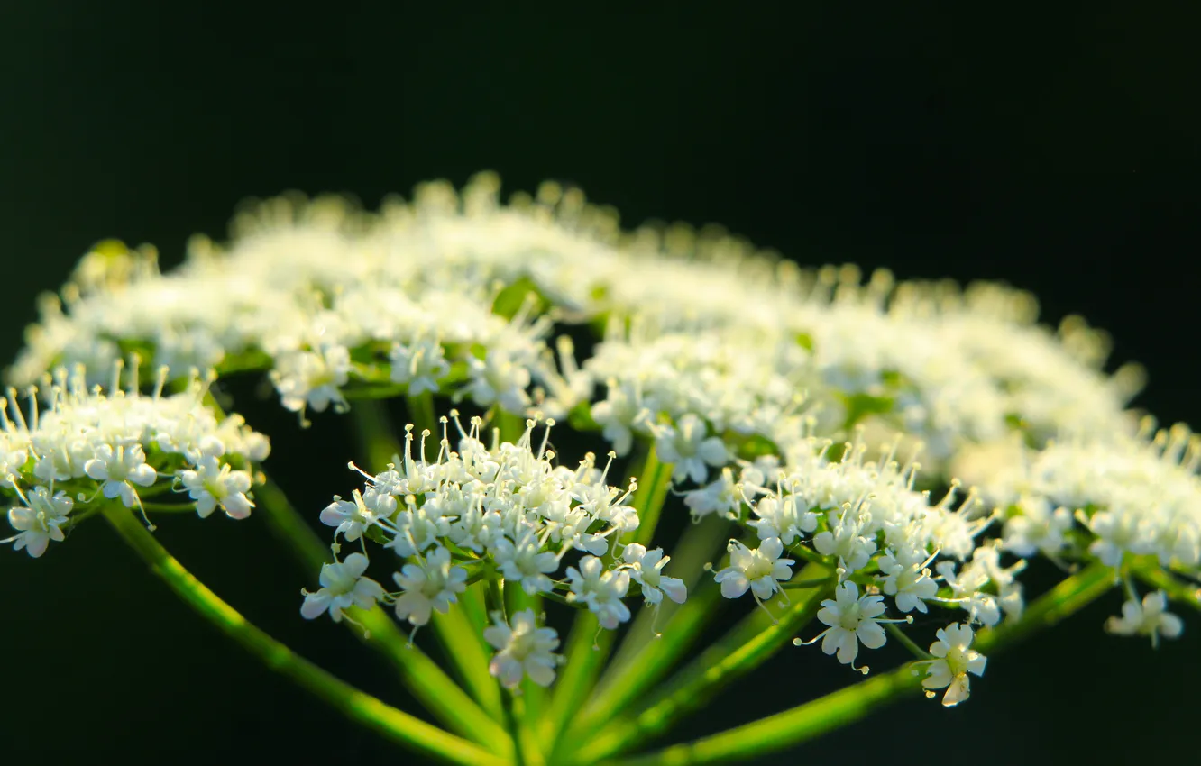 Photo wallpaper dark, white, flower