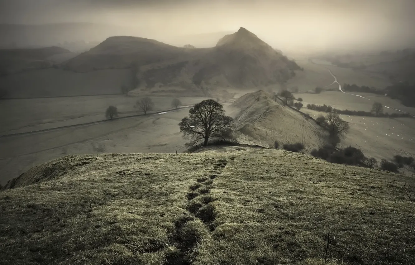 Photo wallpaper trees, mountains, fog
