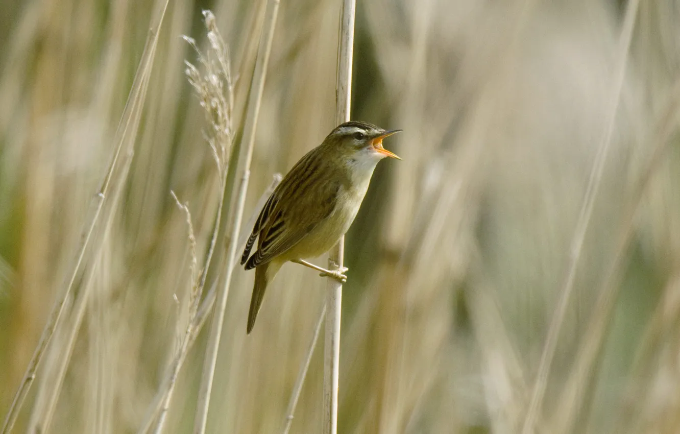 Photo wallpaper grass, bird, beak, sedge Warbler