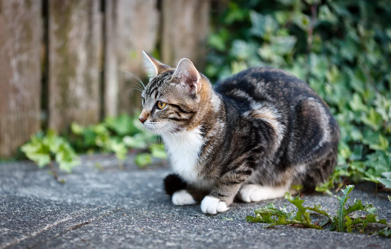 Photo wallpaper cat, cat, kitty, tile, yard, ivy