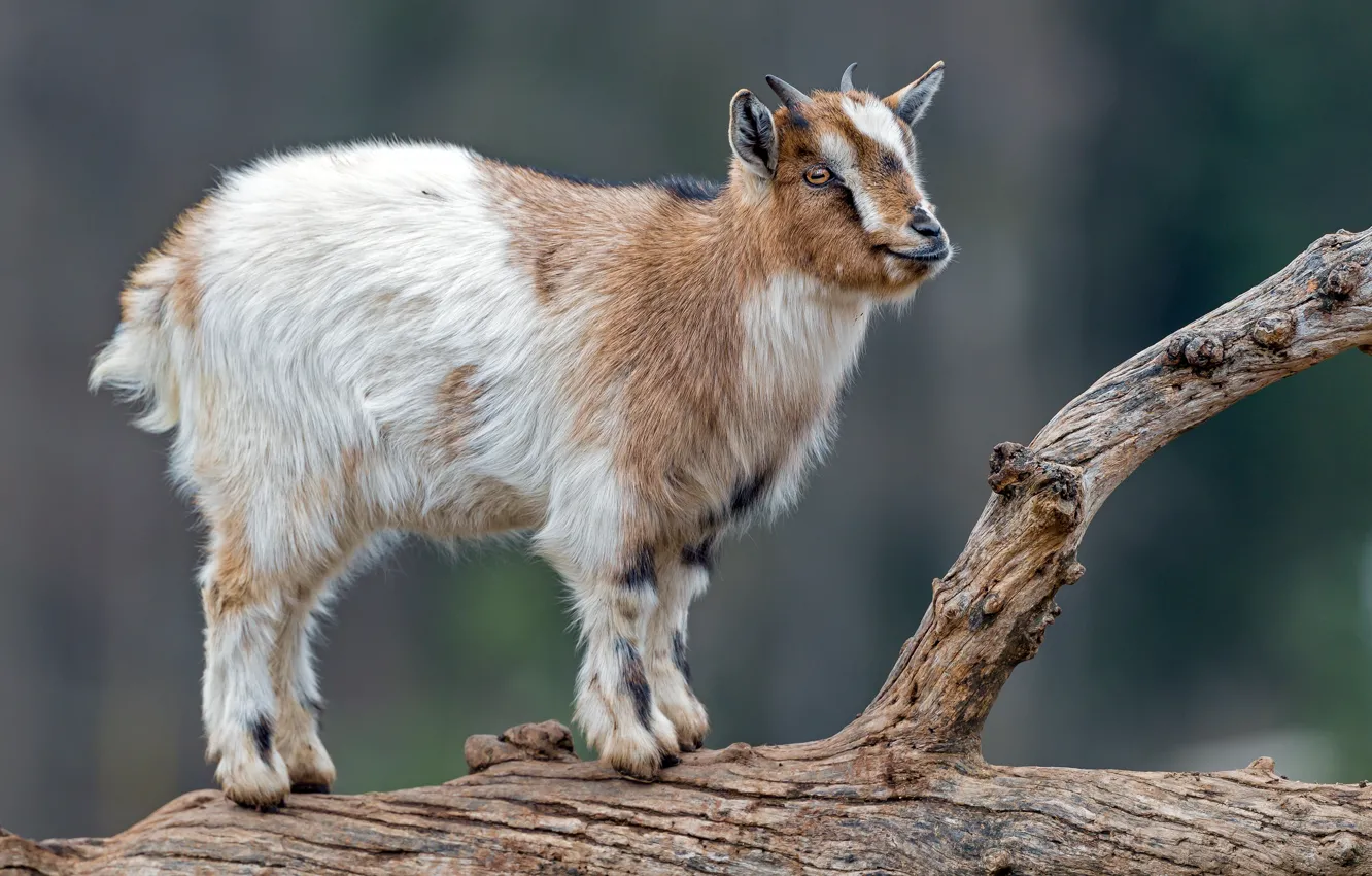 Photo wallpaper look, trees, background, log, cub, goat, bitches, spotted