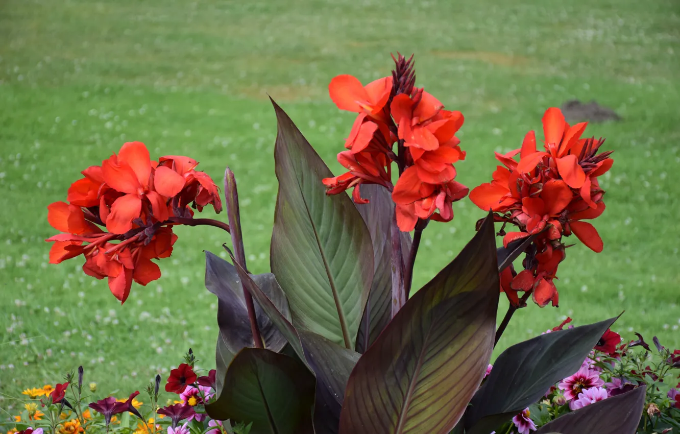 Photo wallpaper Flowers, Red flowers, Red flowers, Canna