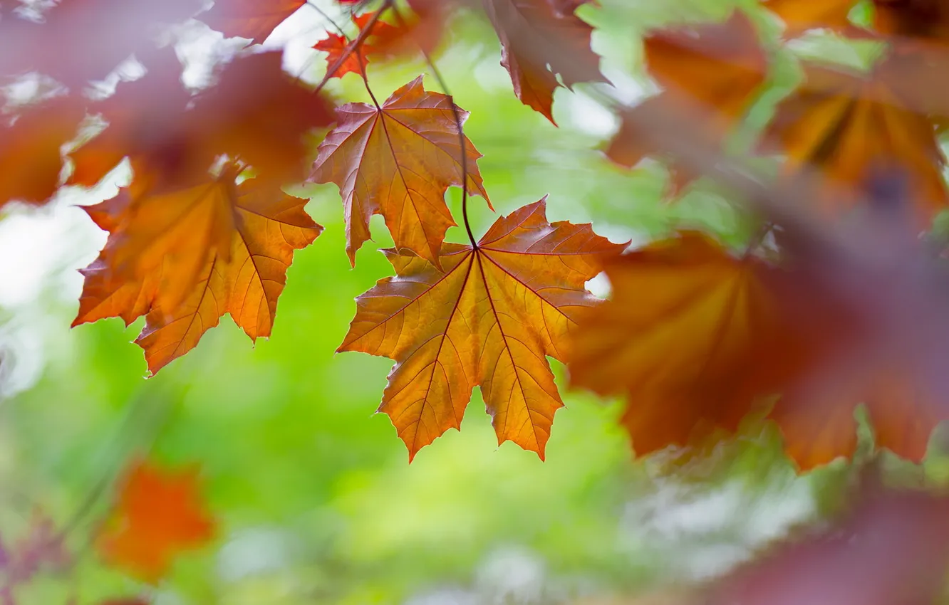Photo wallpaper leaves, nature, color