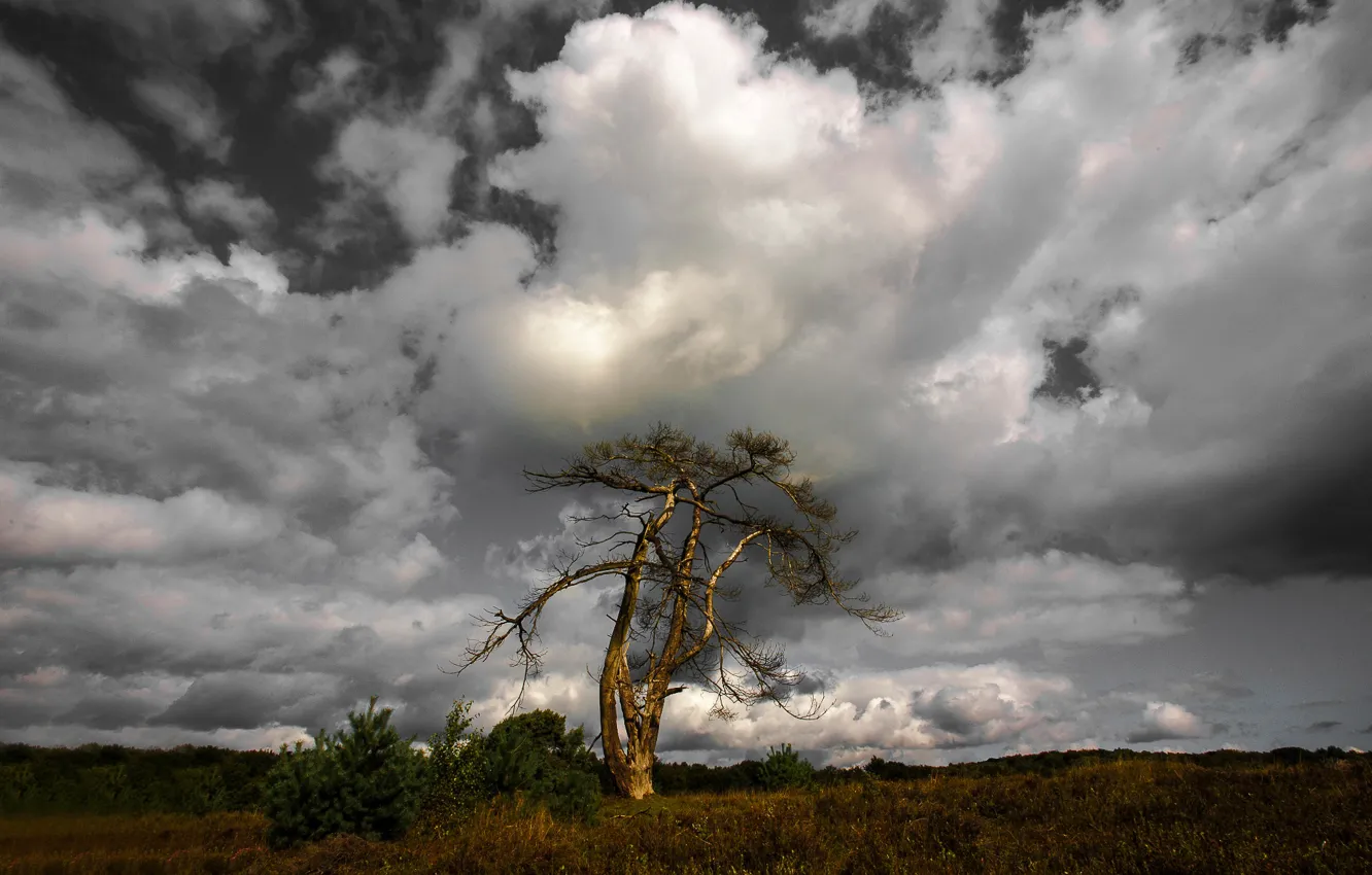 Photo wallpaper the sky, trees, clouds, lonely tree