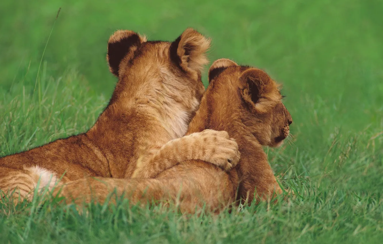 Photo wallpaper cat, grass, each, lion