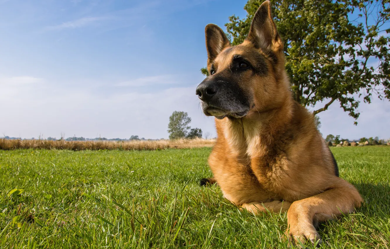 Photo wallpaper dog, meadow, shepherd, German shepherd