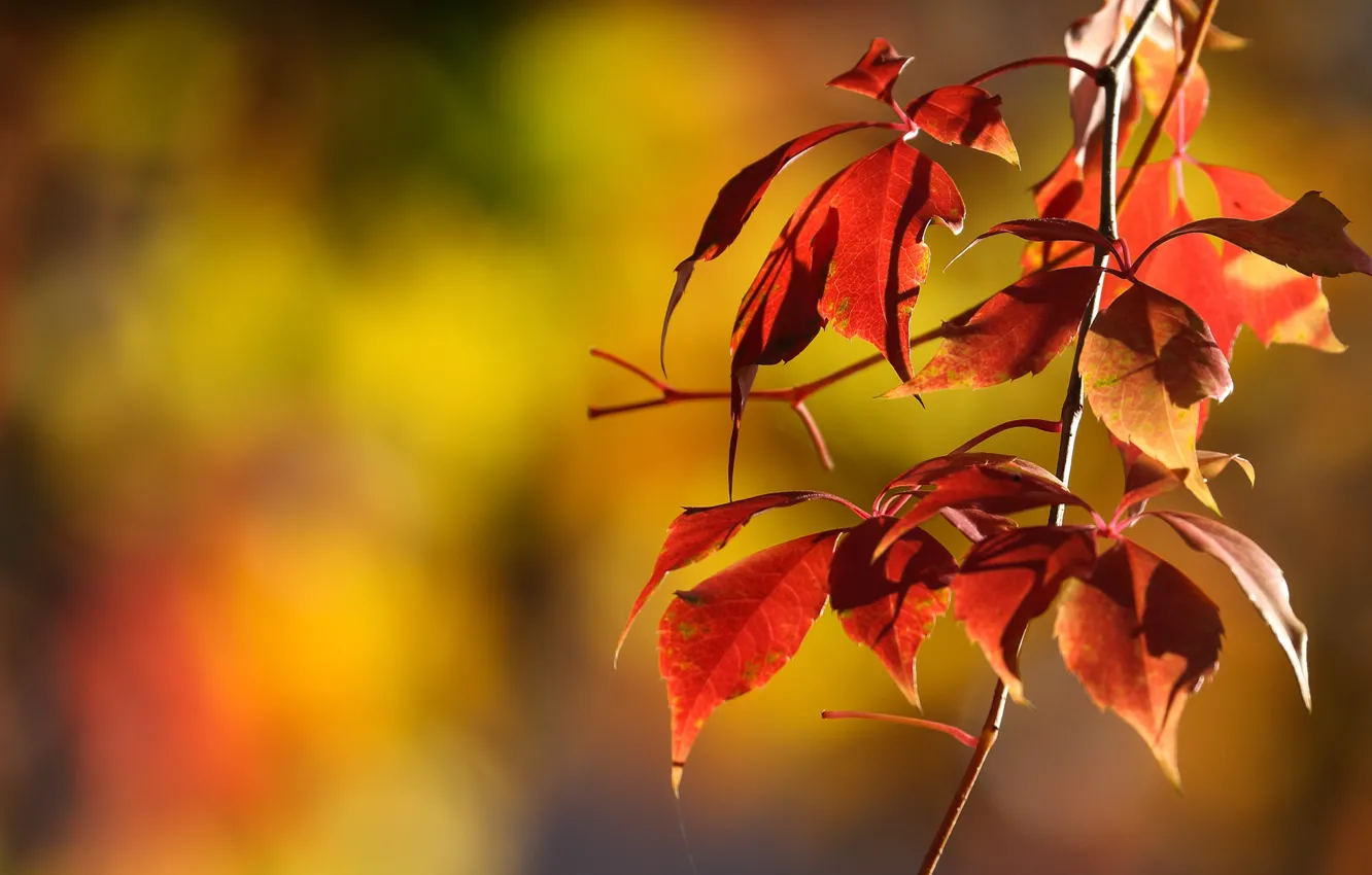 Photo wallpaper autumn, leaves, tree, branch