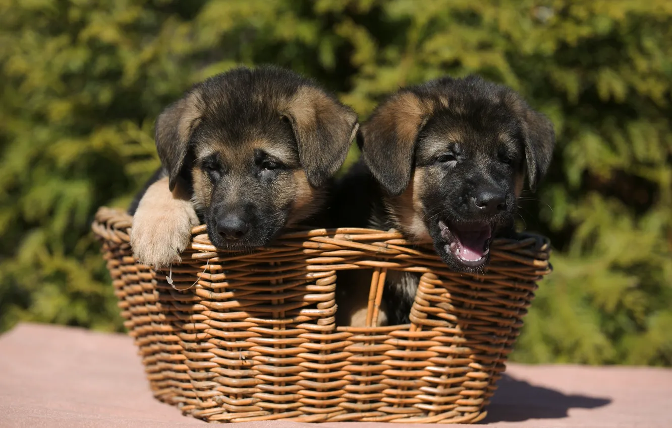 Photo wallpaper basket, puppy, shepherd