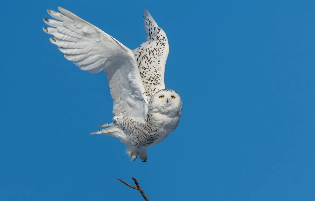 Photo wallpaper the sky, flight, blue, owl, bird, blue background, polar, wingspan