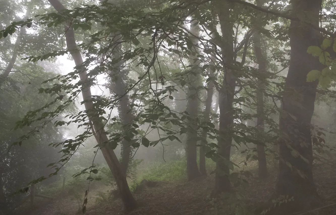 Photo wallpaper forest, trees, nature, path