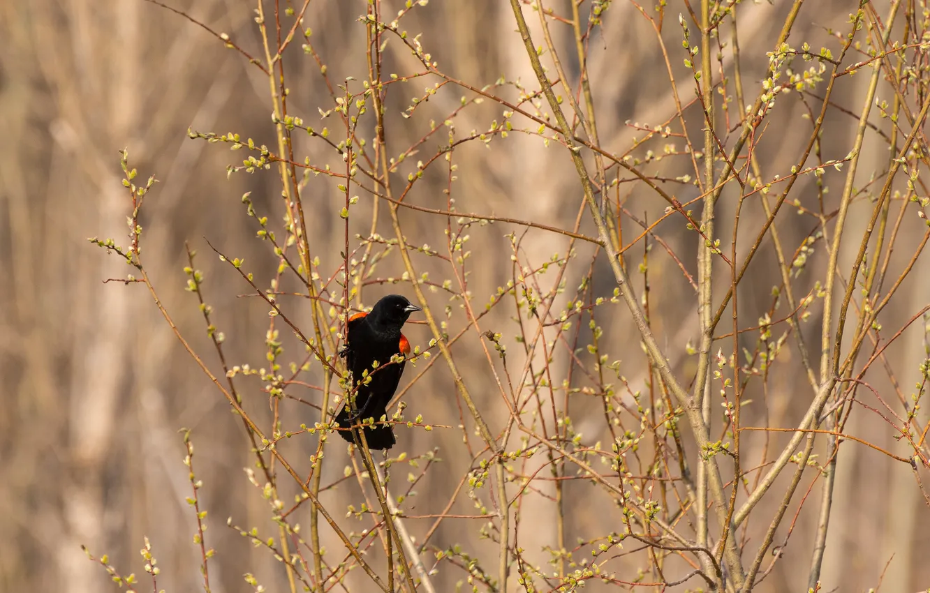 Photo wallpaper branches, nature, bird, Red - shouldered black corpse