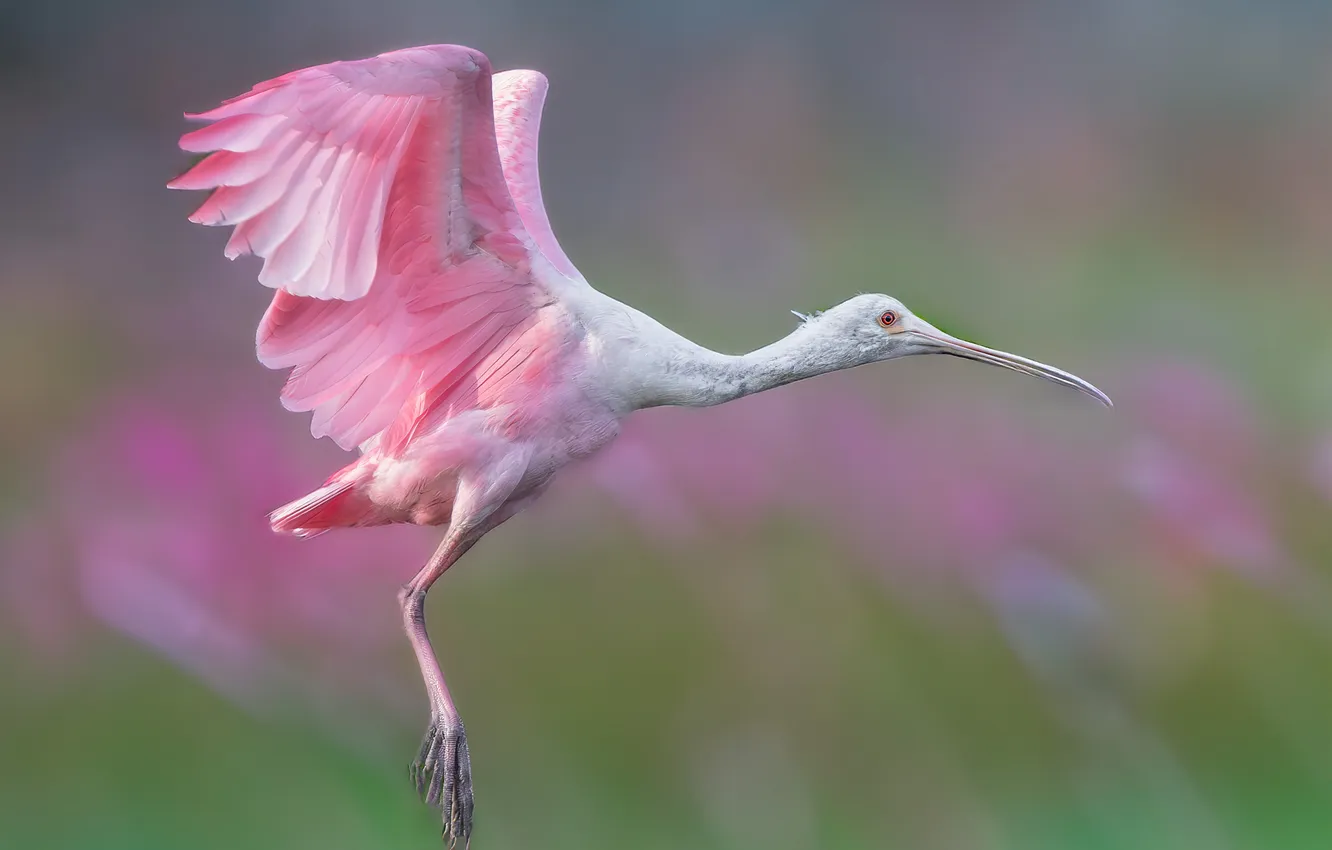 Photo wallpaper flight, bird, roseate spoonbill, Spoonbill
