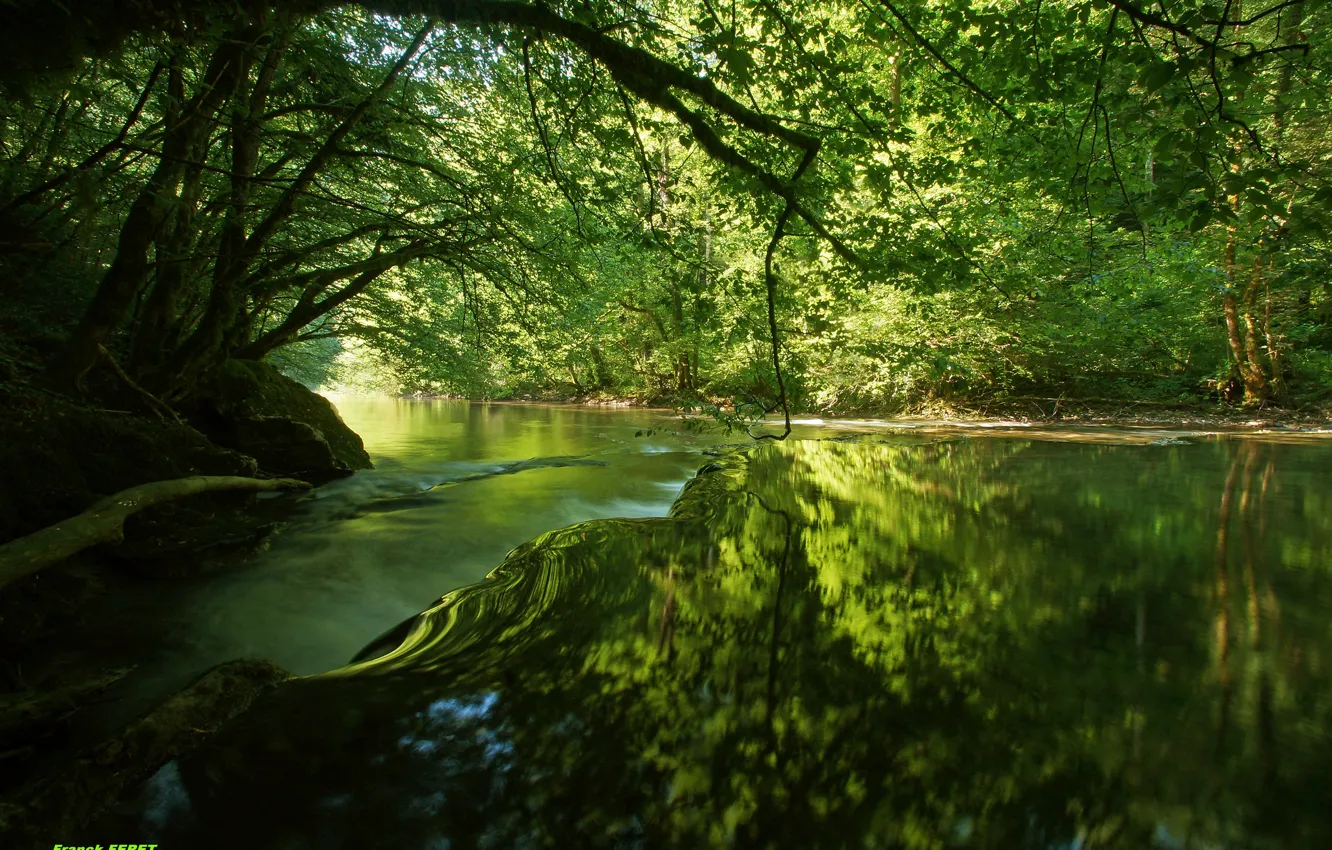 Photo wallpaper forest, water, trees, river