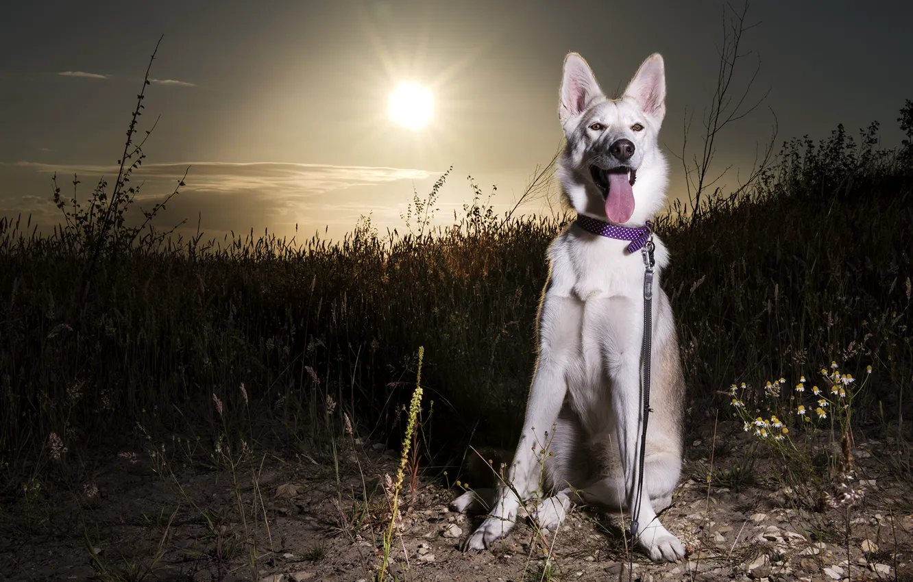 Photo wallpaper dog, sunset, siberian husky