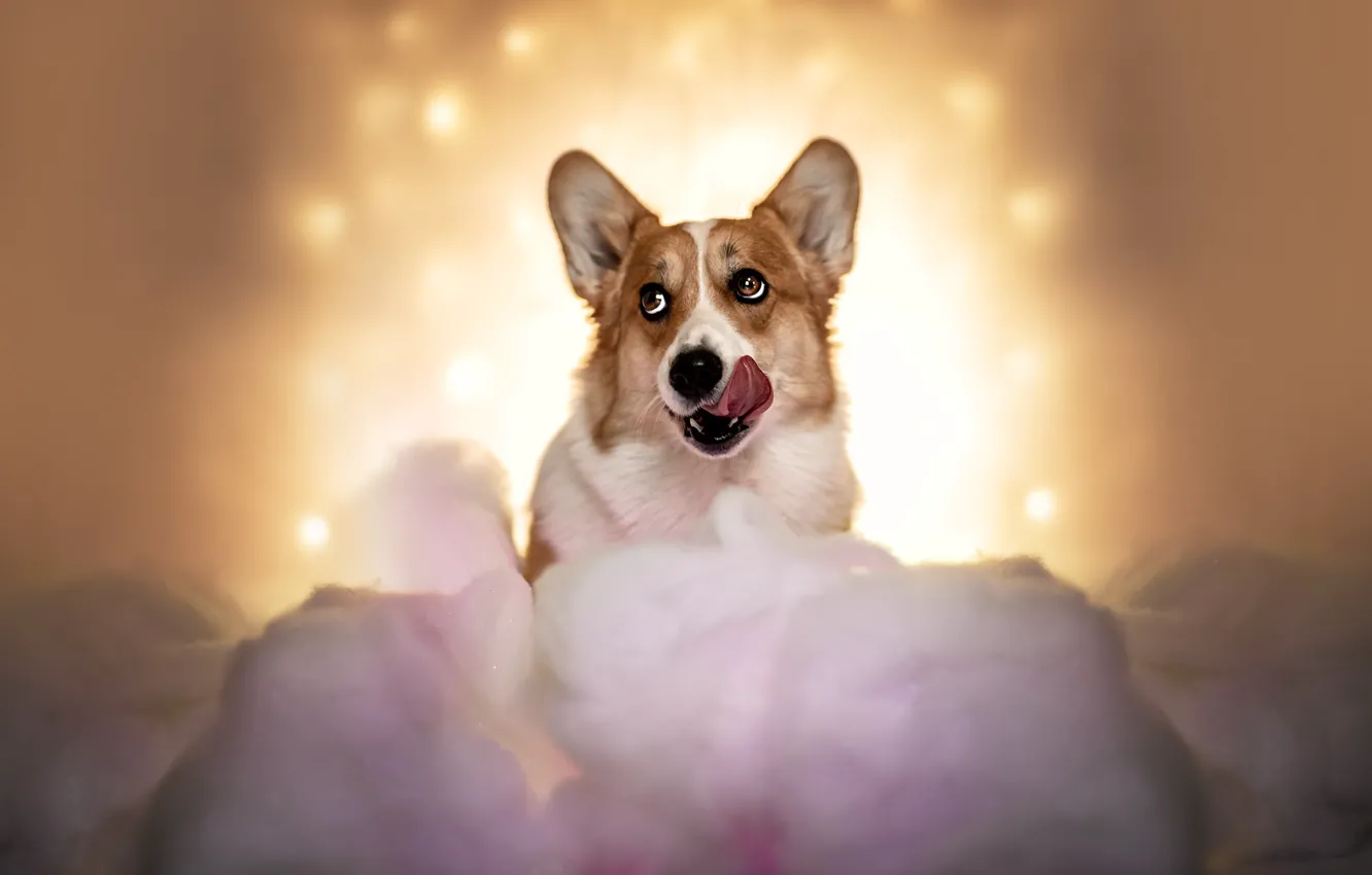 Photo wallpaper language, dog, Corgi