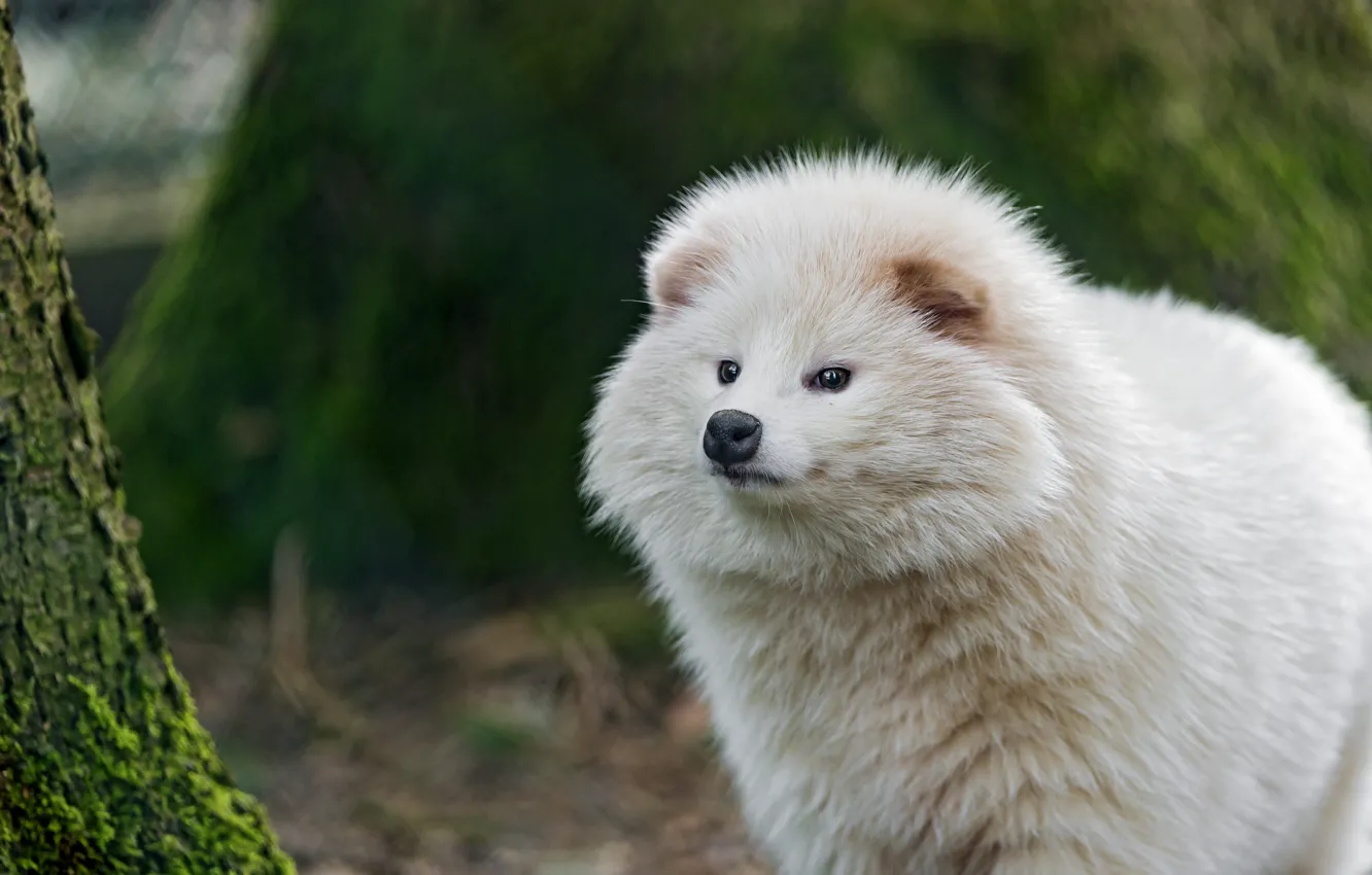 Photo wallpaper look, face, dog