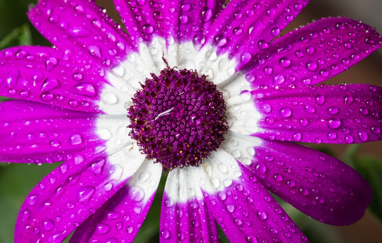 Photo wallpaper flower, drops, macro, Cineraria