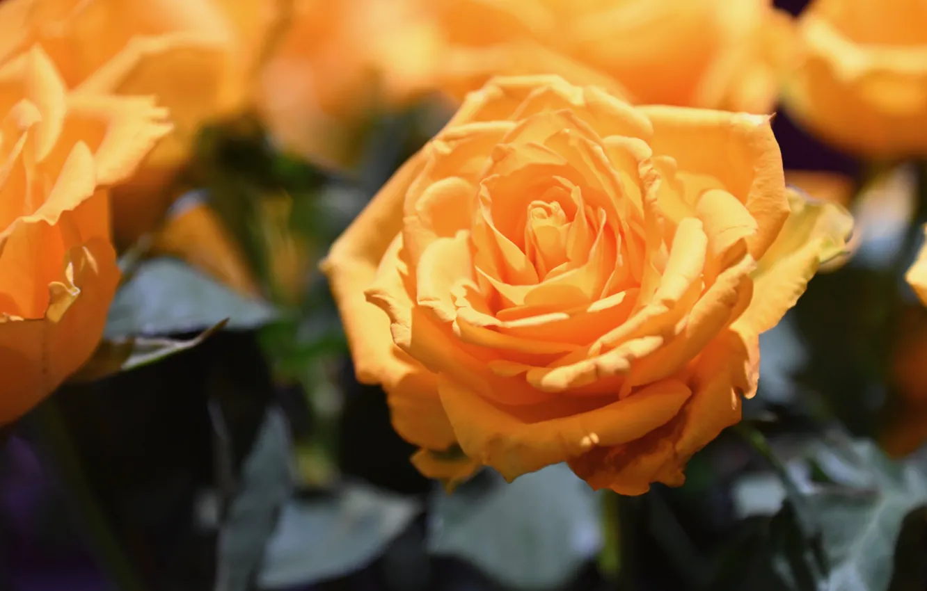 Photo wallpaper flowers, orange, roses