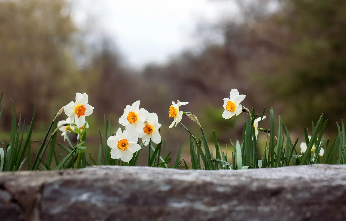 Photo wallpaper flowers, glade, spring, white, daffodils