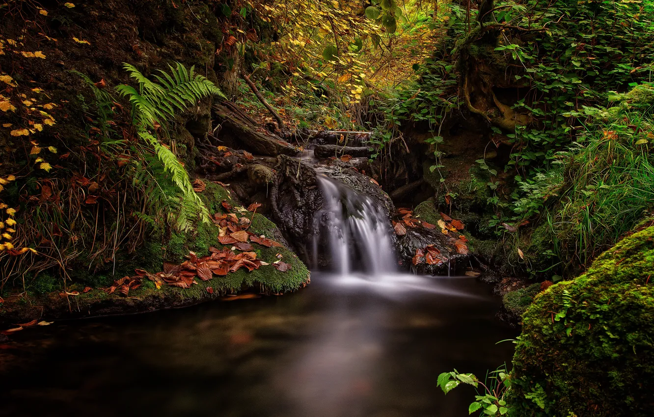 Photo wallpaper autumn, forest, leaves, vegetation, waterfall