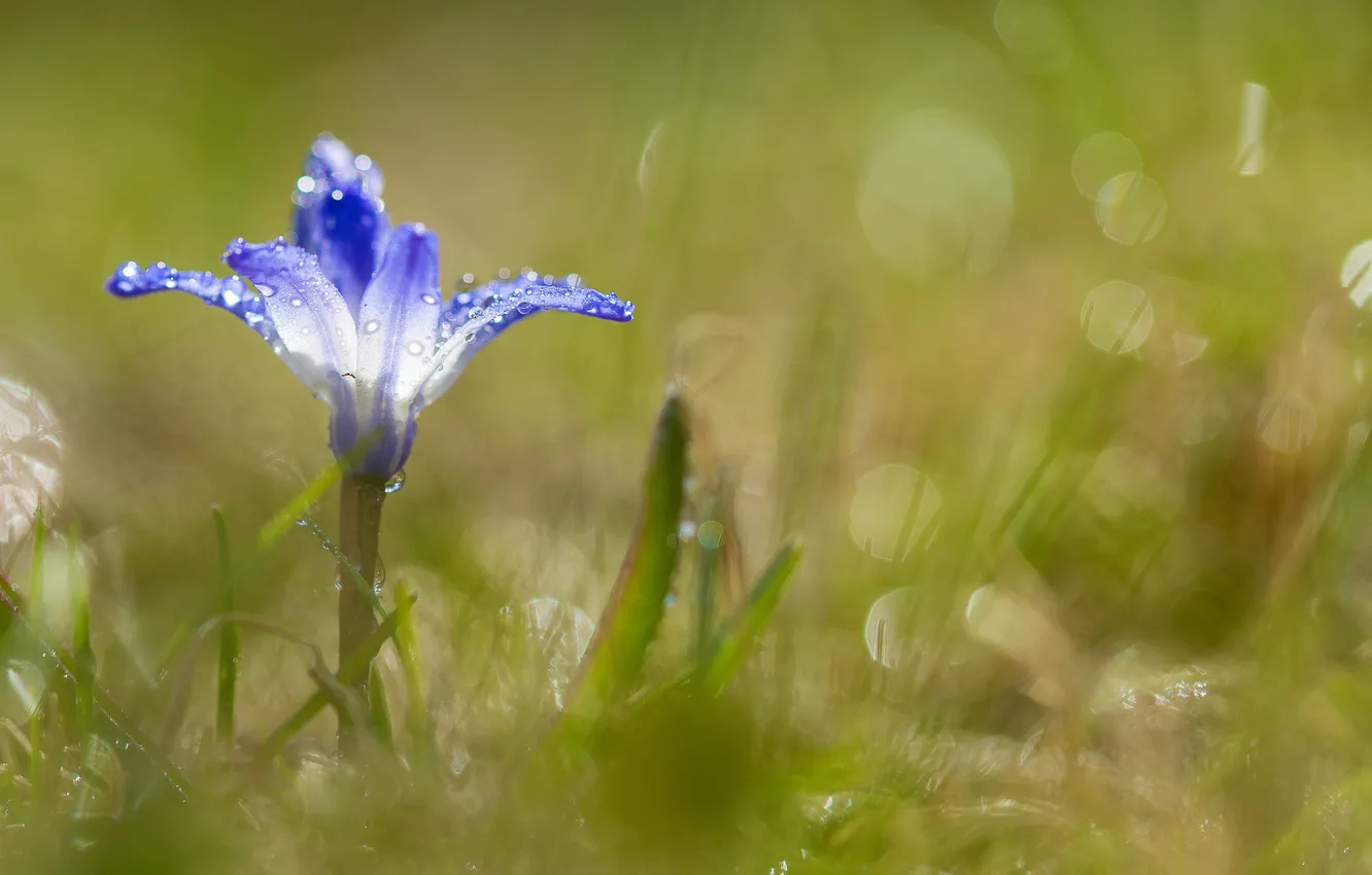 Photo wallpaper flowers, blue, Rosa, glare, spring