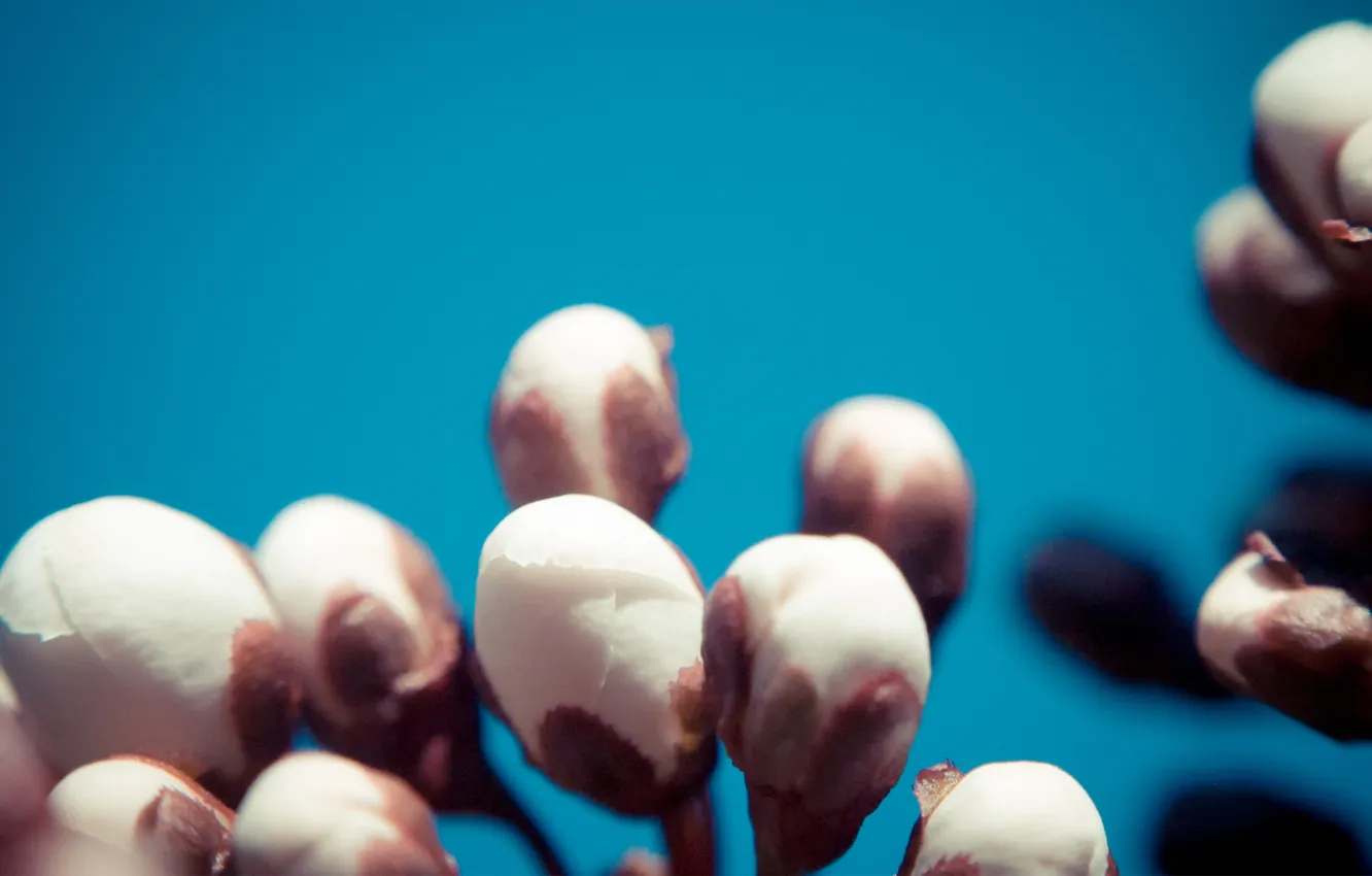 Photo wallpaper the sky, macro, trees, spring, buds