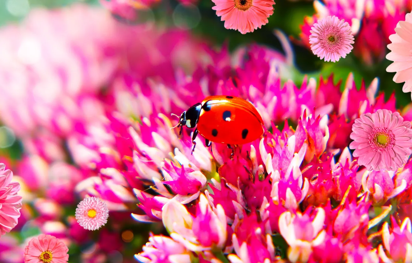 Photo wallpaper macro, flowers, ladybug, beetle, pink, bokeh