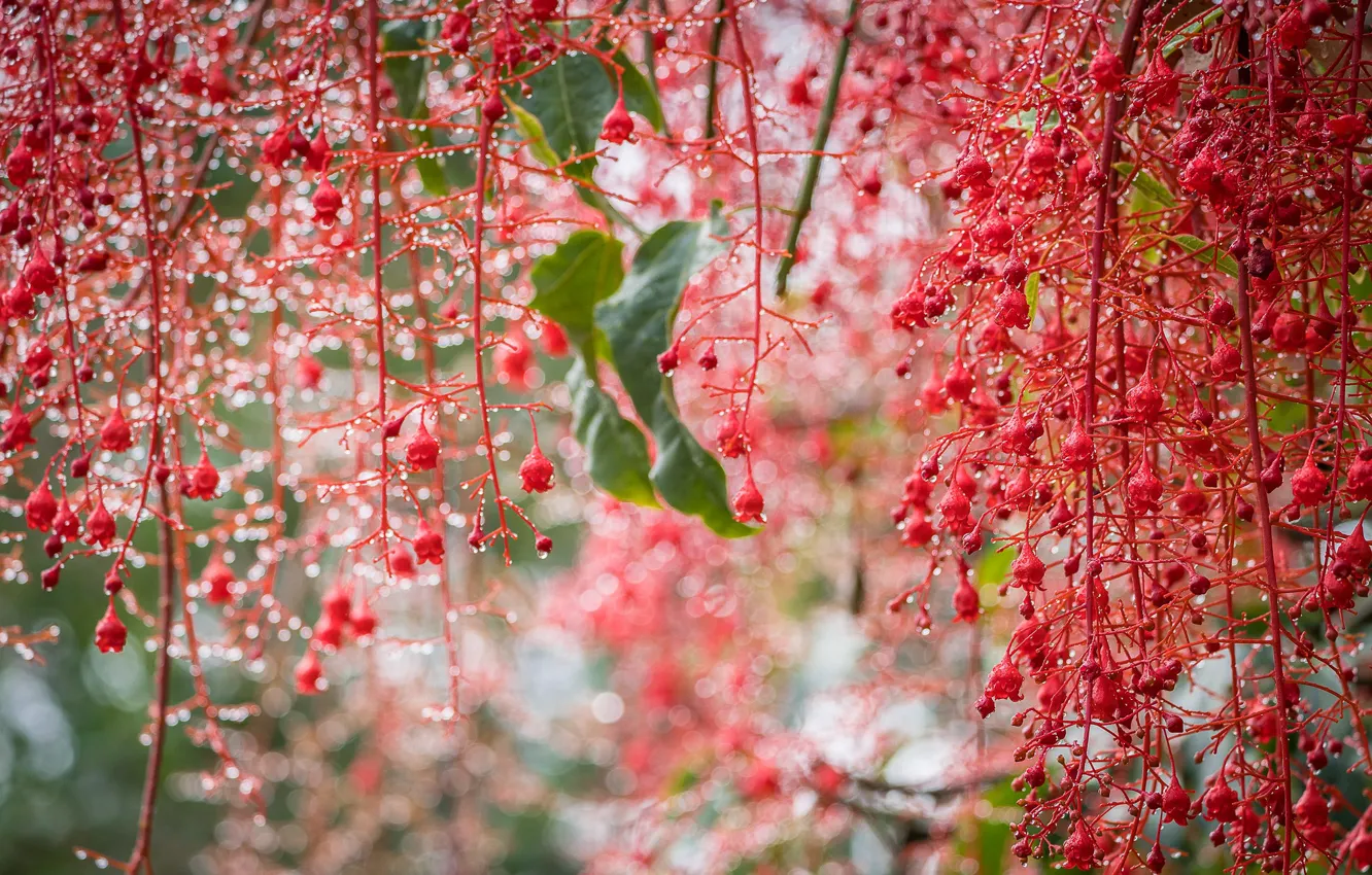 Photo wallpaper drops, macro, branches, brush, Brachychiton