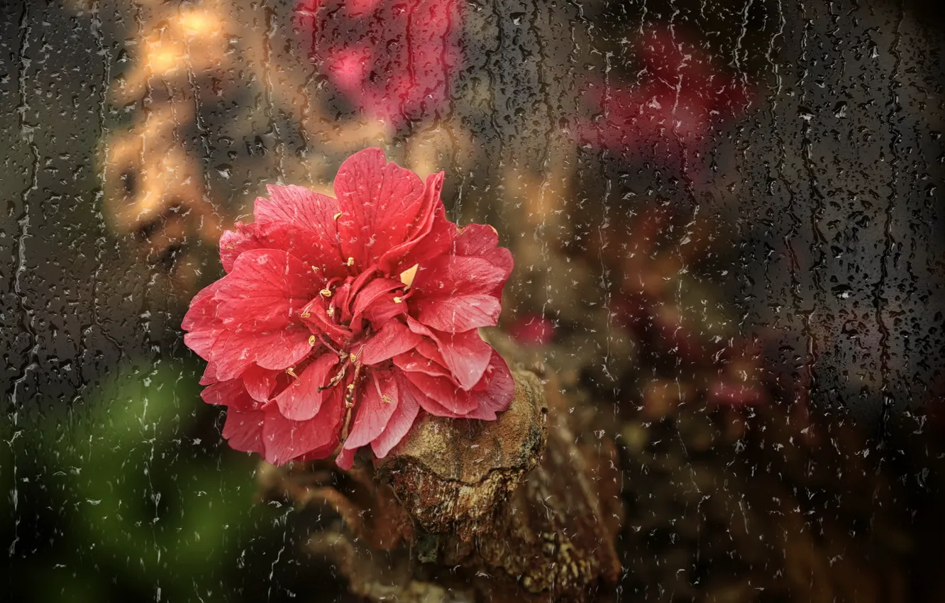 Photo wallpaper glass, drops, flowers
