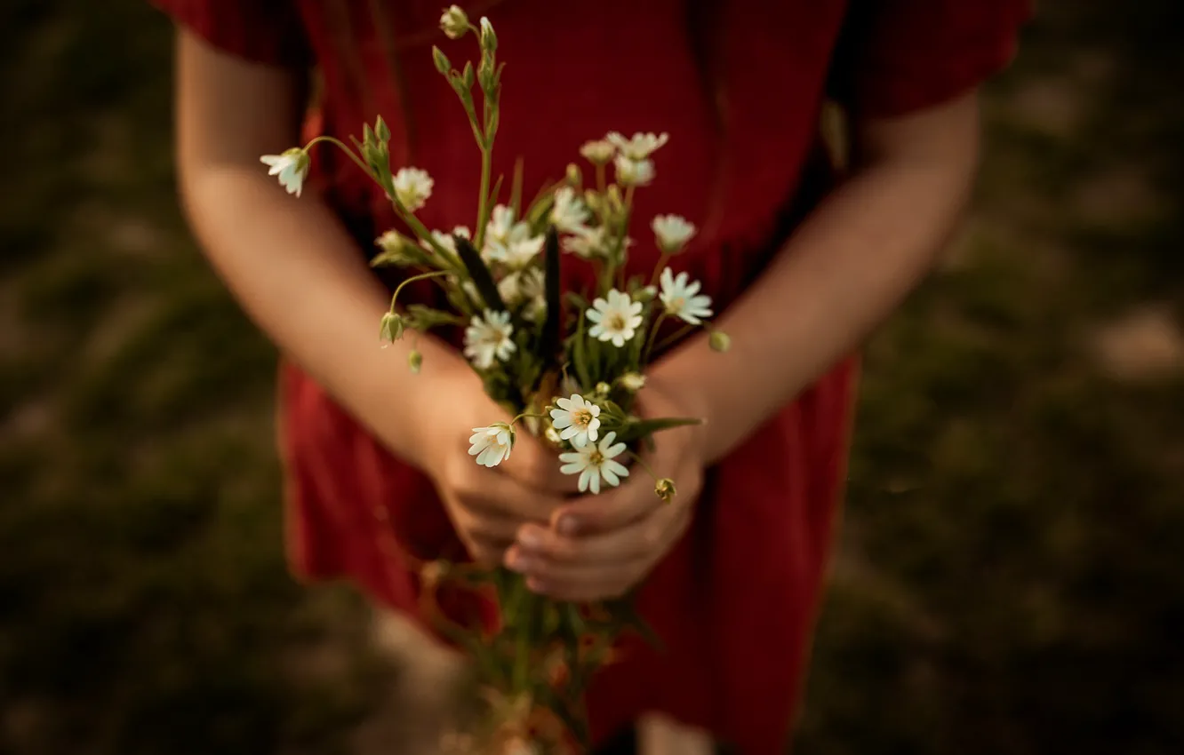 Photo wallpaper girl, flowers, chamomile