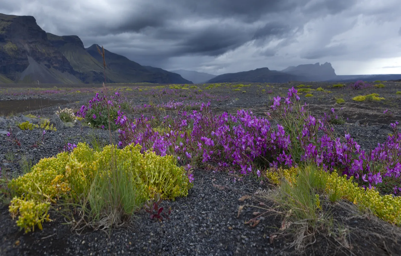 Photo wallpaper field, summer, the sky, clouds, flowers, mountains, yellow, clouds