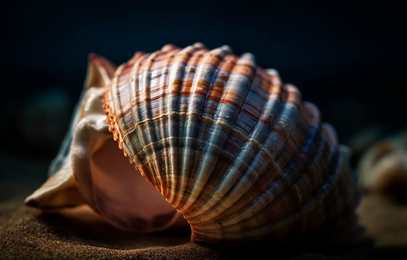 Photo wallpaper sand, macro, the dark background, sink, shell, shellfish, coast, digital art