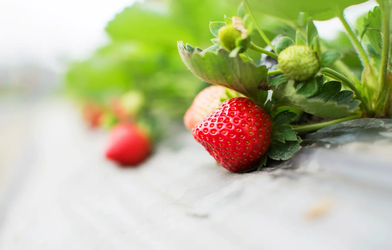 Photo wallpaper berries, sprig, food, strawberry, leaves, light background, bushes, berry