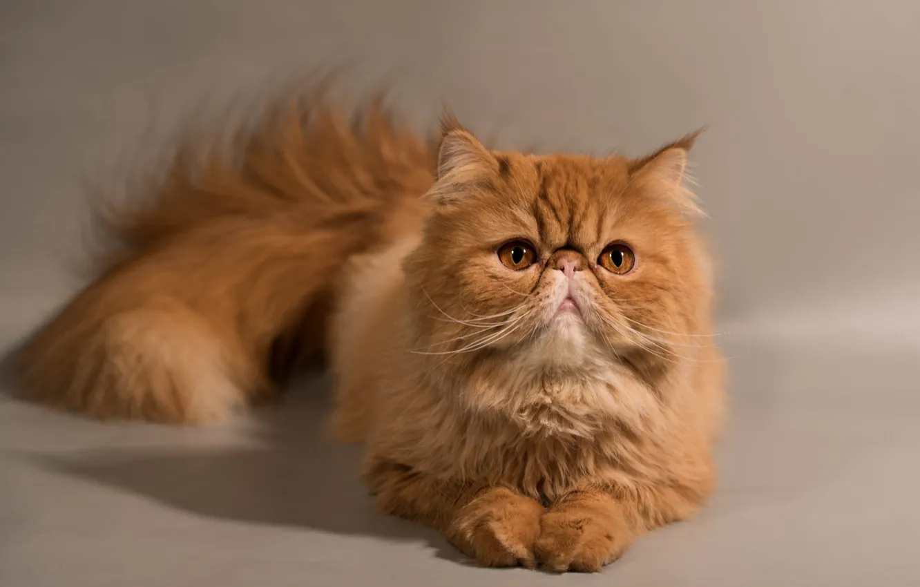 Photo wallpaper cat, cat, look, pose, legs, tail, lies, red