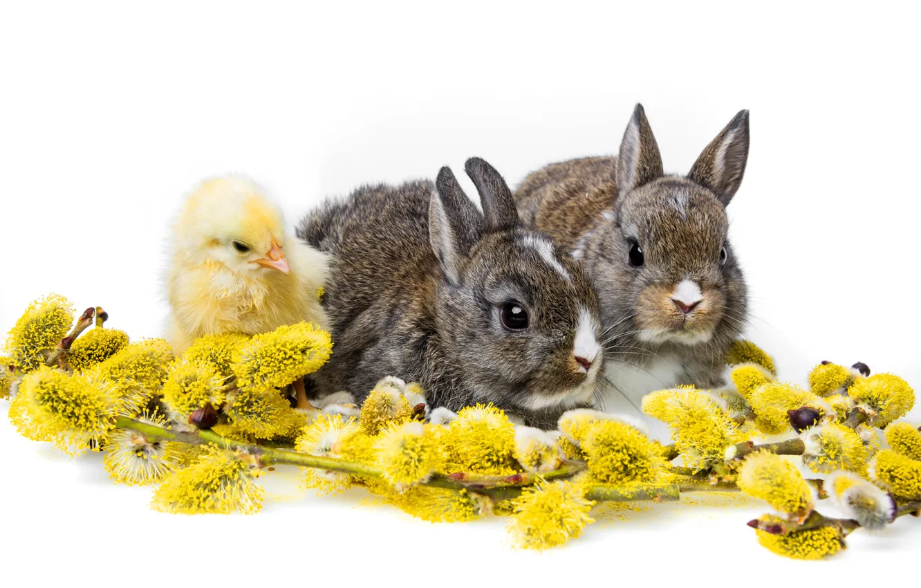 Photo wallpaper rabbits, white background, chicken, Verba, cubs, Trinity, rabbits