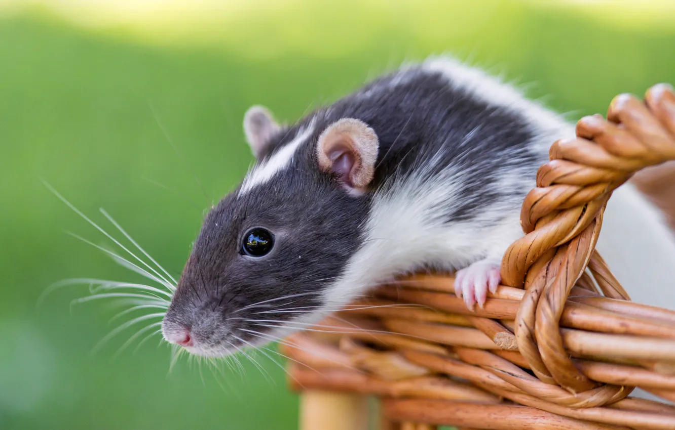 Photo wallpaper basket, rat, rodent, rat