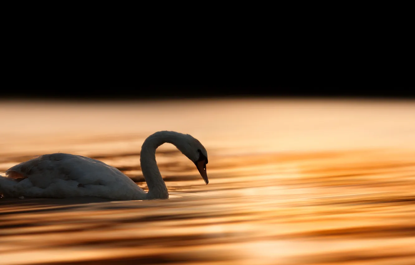 Photo wallpaper water, dawn, swans