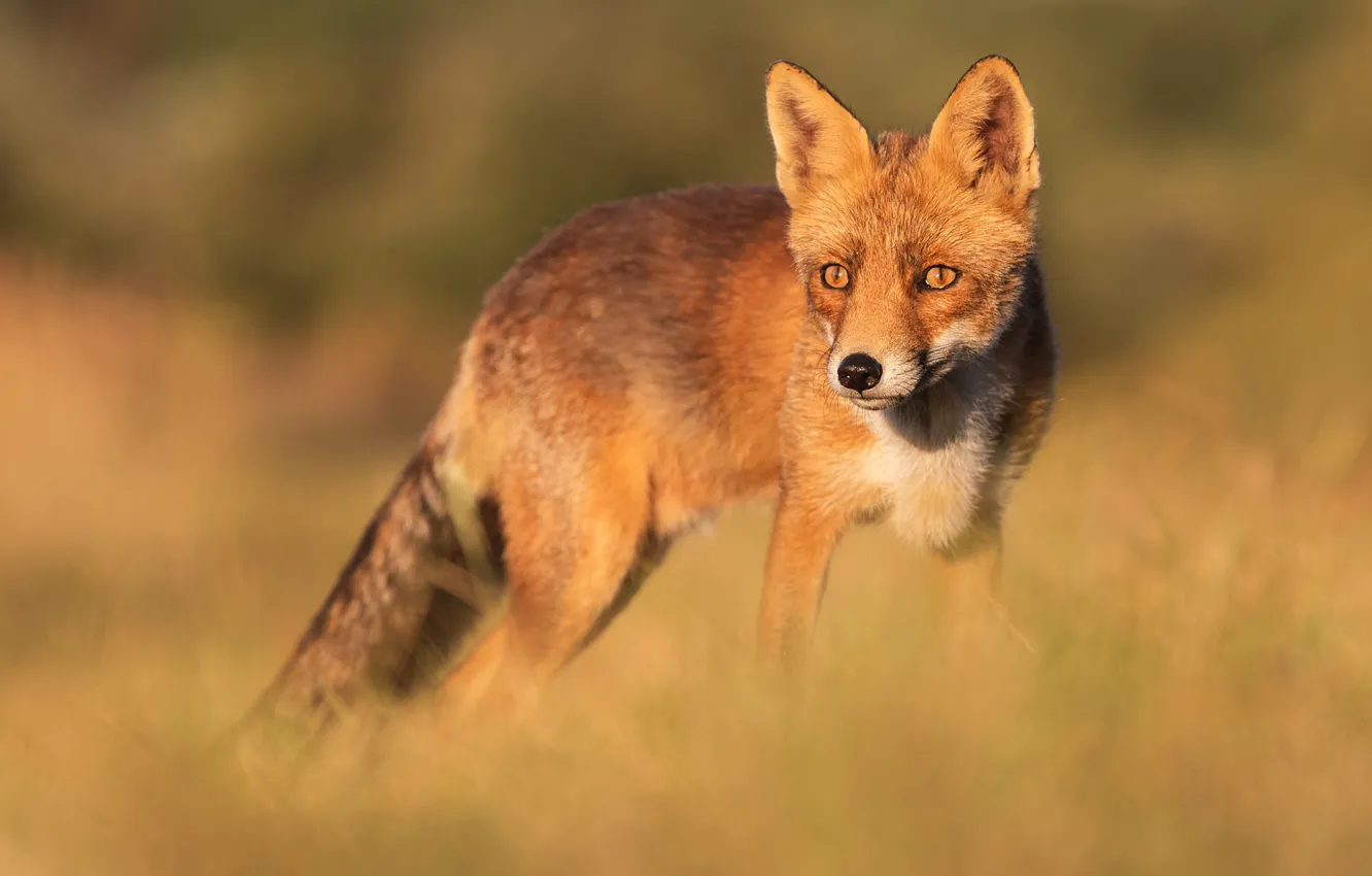 Photo wallpaper field, look, face, nature, pose, background, glade, Fox
