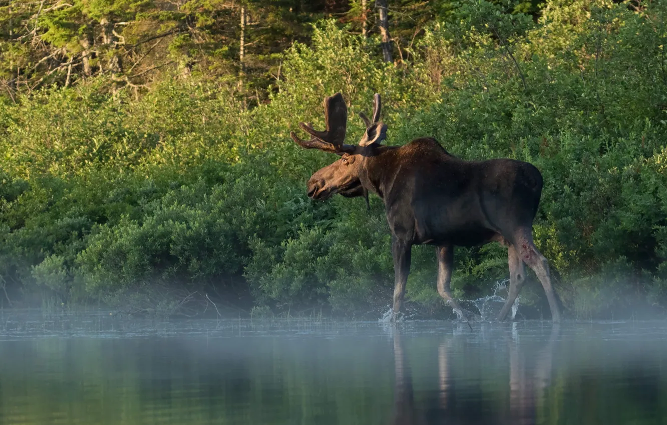Photo wallpaper forest, nature, fog, walk, pond, moose