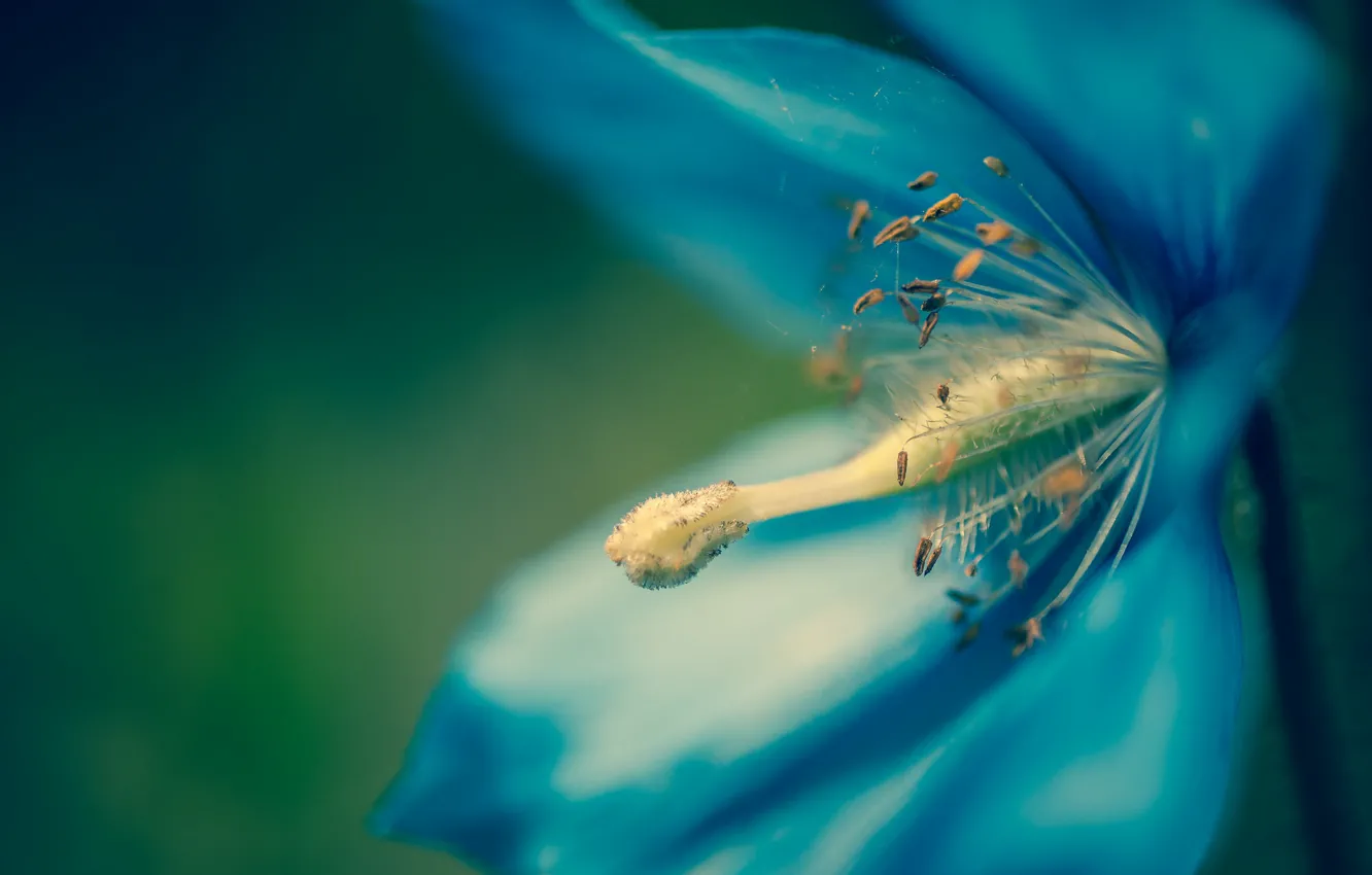 Photo wallpaper macro, flowers, nature, petals, meconopsis, Himalayan blue poppy