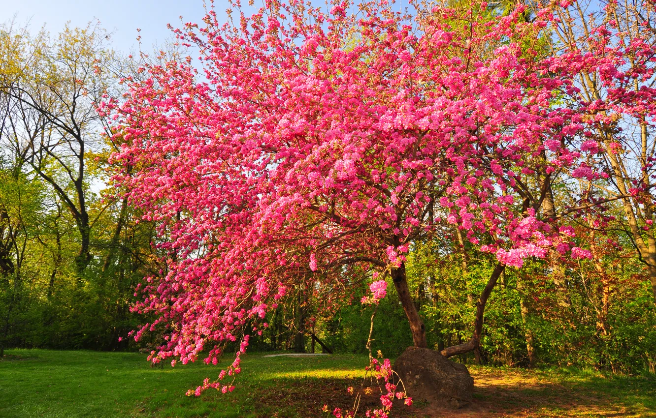 Photo wallpaper the sky, trees, Park, spring, garden, flowering