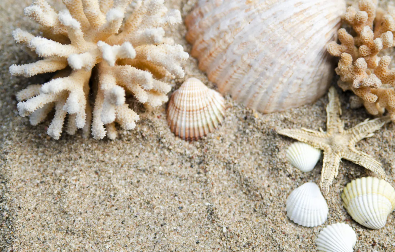 Photo wallpaper sand, beach, nature, shell, starfish