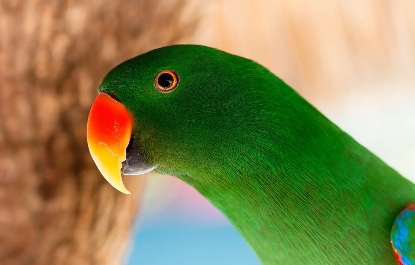 Photo wallpaper nature, bird, parrot