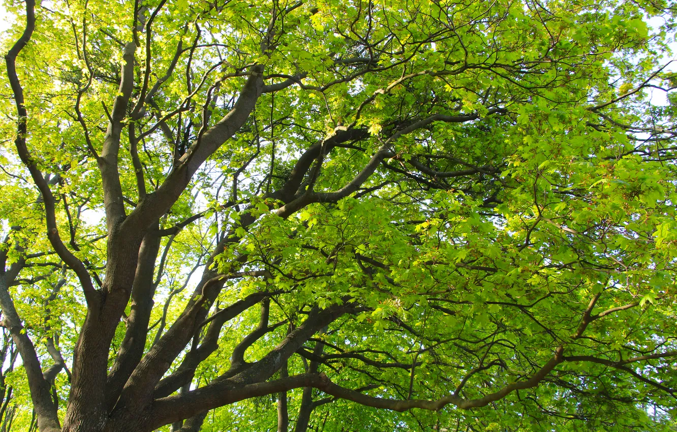 Photo wallpaper green, tree, leafs, spring, twigs