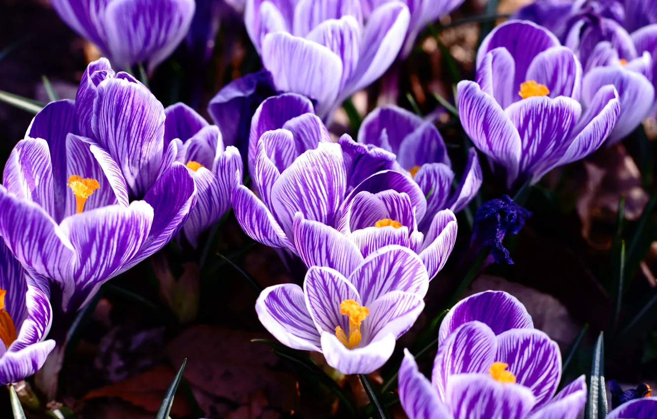 Photo wallpaper purple, macro, flowers, glade, spring, crocuses, striped, lilac
