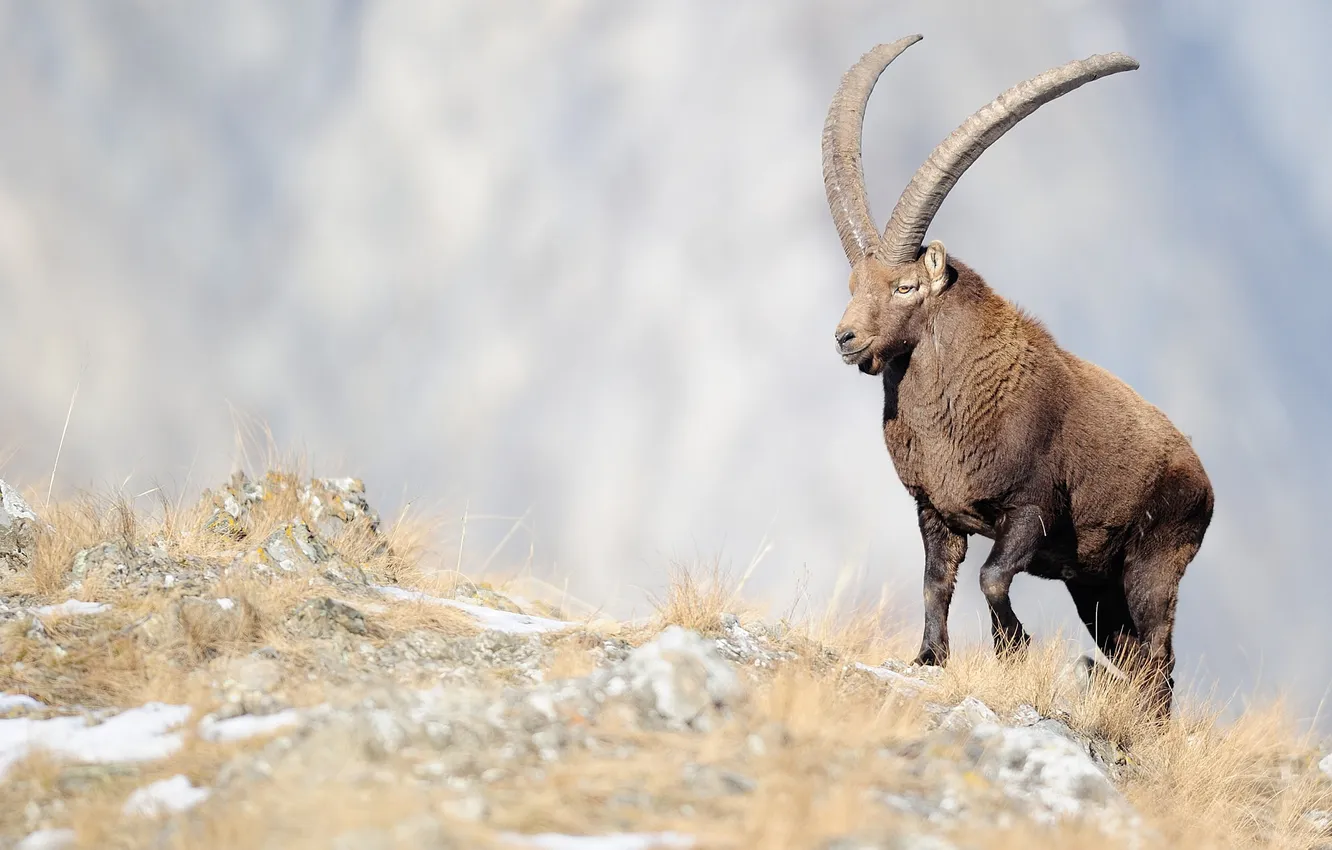 Photo wallpaper grass, horns, mountain goat, ibex