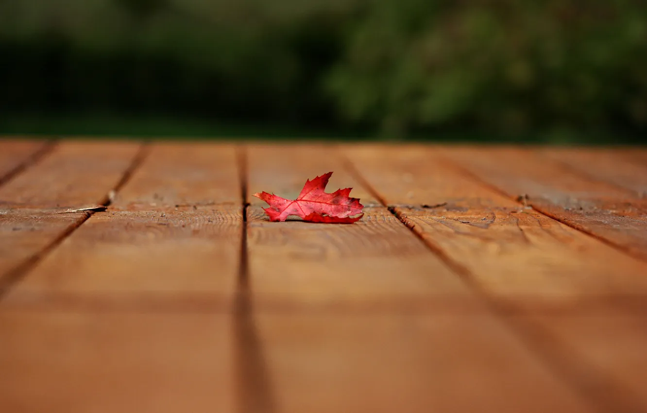 Photo wallpaper autumn, leaves, foliage, leaf, leaf, leaves