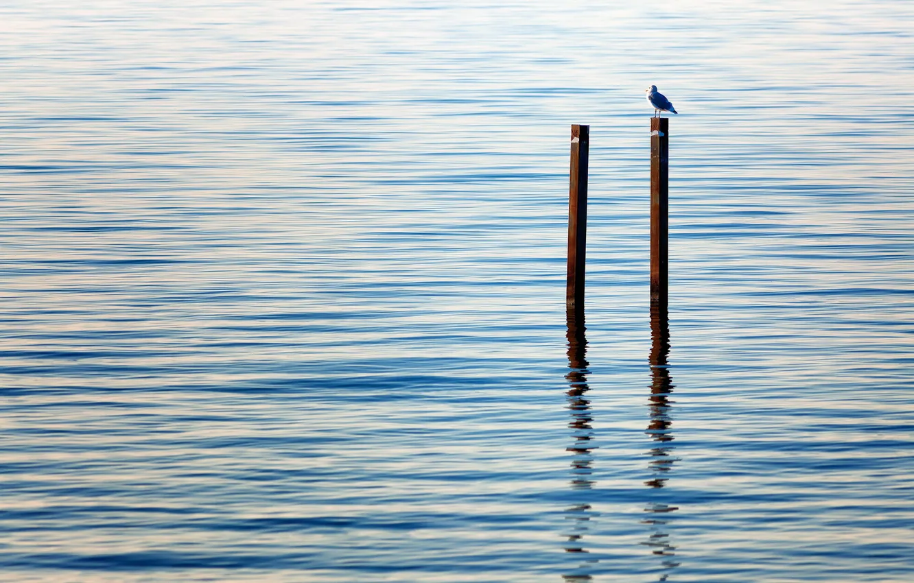 Photo wallpaper landscape, lake, bird