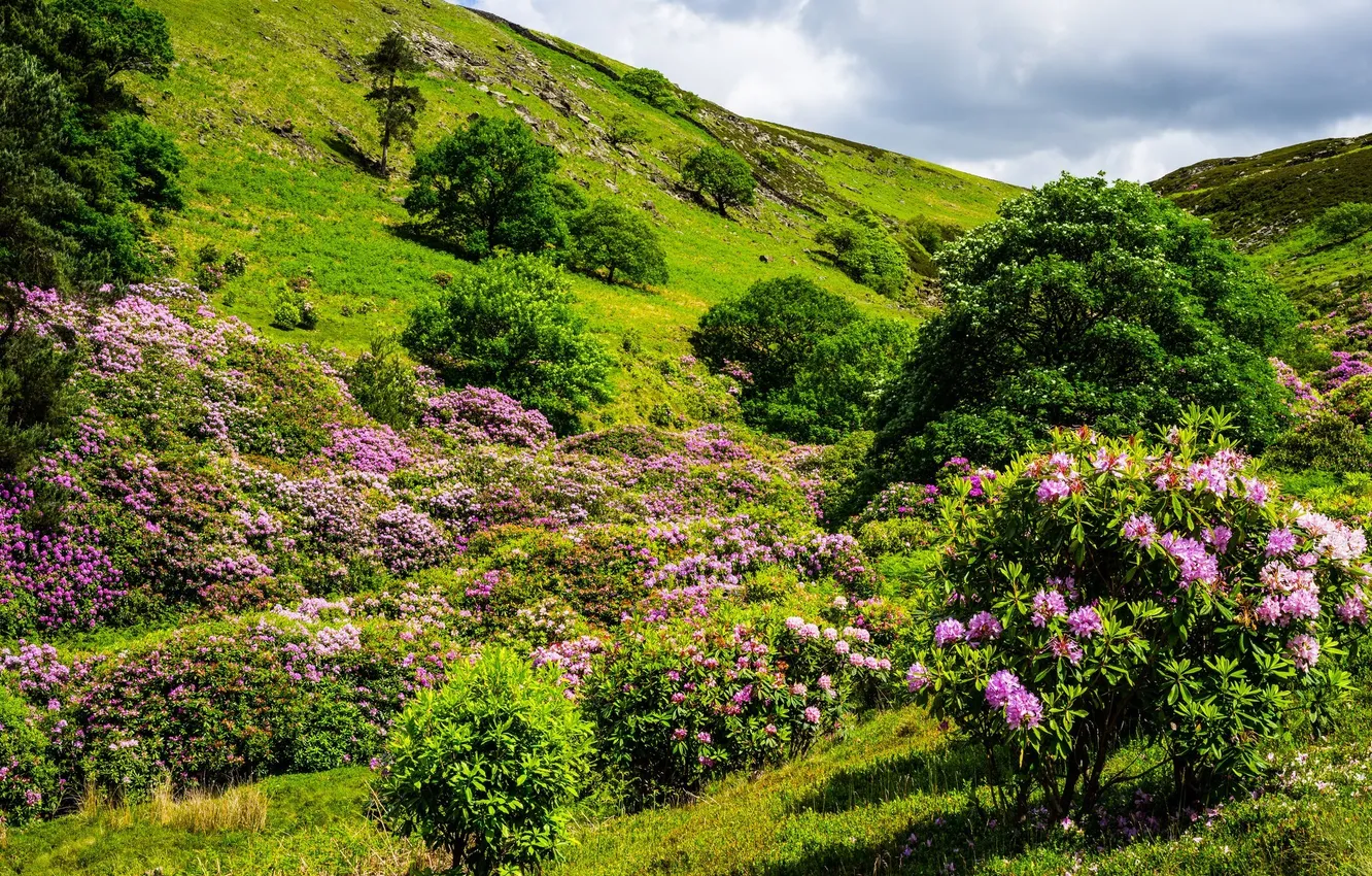 Photo wallpaper trees, flowers, nature, hill, flowering, shrubs